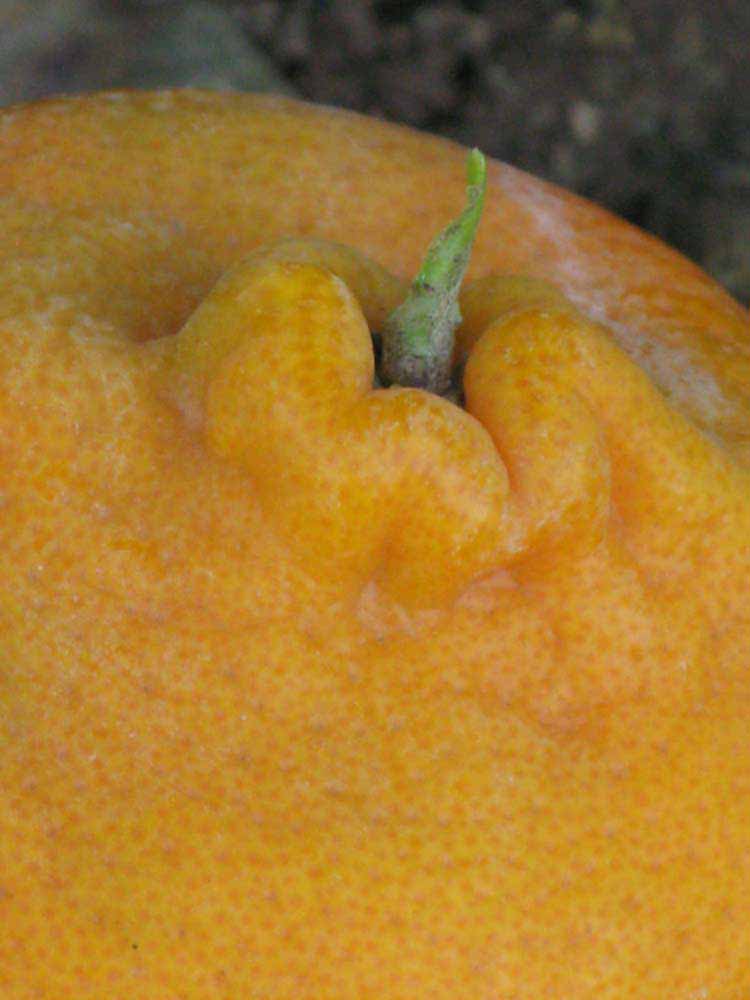                Fruit (Dancy Weshart, Riverside,   CA)       